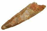 Fossil Spinosaurus Tooth - Real Dinosaur Tooth #373740-1